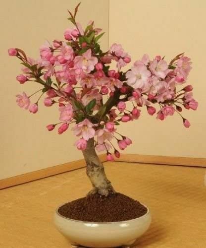 Japanese Flowering Cherry Blossom Bonsai Seeds, Sakura Bonsai Seeds - Fresh Exotic Rare Bonsai Seeds