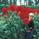 Giant Dahlia Dinner Plate Flower Seeds, Exotic Mix 100+ Seeds - Made in USA, Ships from Iowa.