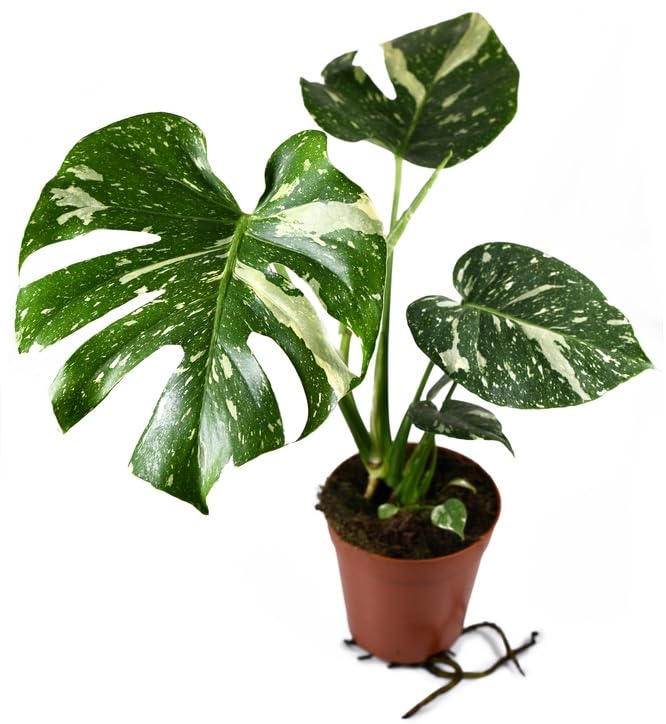 Thai Constellation Monstera - Live Plant in a 4 Inch Nursery Pot - Monstera deliciosa 'Thai Constellation' - Extremely Rare Indoor Houseplant