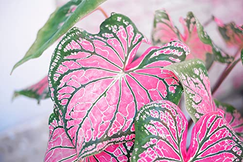 Pink and Green Caladium Bulb for Planting - Easy & Fast Growing Indoor or Outdoor Plants