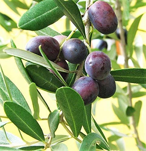 10 CANINO Olive Tree Olea Europaea Canino Edible European Common Green Black Fruit Seed