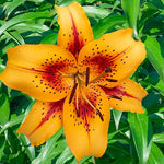 Giant Hotel California Lily Bulbs for Planting - Easy to Grow