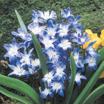 Glory of The Snow Bulbs for Planting - Chionodoxa "Luciliae" - Stunning Early Blooming Scilla Flowers