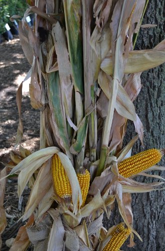 Dried Corn Stalk Bundle - 12 Per Bundle - Corn Shucks - We are unable to Ship to California