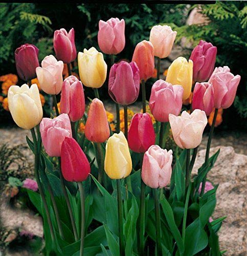 Mix Tulip Bulbs(10 Bulbs) Variety Fresh Charming Flowers Home Garden Office Wedding Decoration