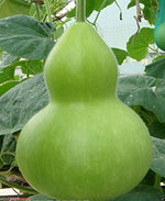 Giant Bottle Gourd Seed, Lagenaria leucantha var gourda,For ornamental use only.
