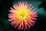 50+ Cactus Dahlia Mixed Color Seeds - Made in USA, Ships from Iowa.