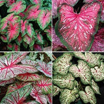 Caladium Tropical Mix(12 Bulbs) Rich red Foliage with Contrasting Green Borders