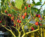 Tomato Tree Bonsai Seeds for Planting - 10 Rare Seeds - Tamarillo, Cyphomandra betacea