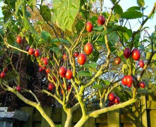 Tomato Tree Bonsai Seeds for Planting - 10 Rare Seeds - Tamarillo, Cyphomandra betacea
