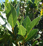 2 Peach Leaf Willow Tree Cuttings - Grow Rare Bay Leaf Willow