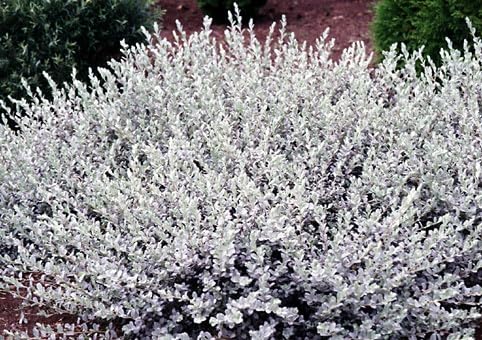 4 Creeping Silver Willow Bush Cuttings to Grow - Low Growing Bush with Stunning Silver Leaves - Creeping Willow