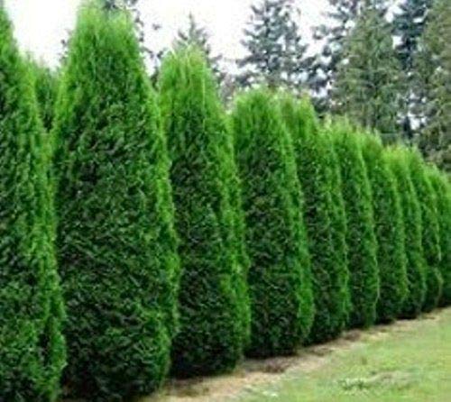 Tree Seeds - 50 AMERICIAN Arborvitae Tree Seeds Evergreen Property Border Thuja Cedar