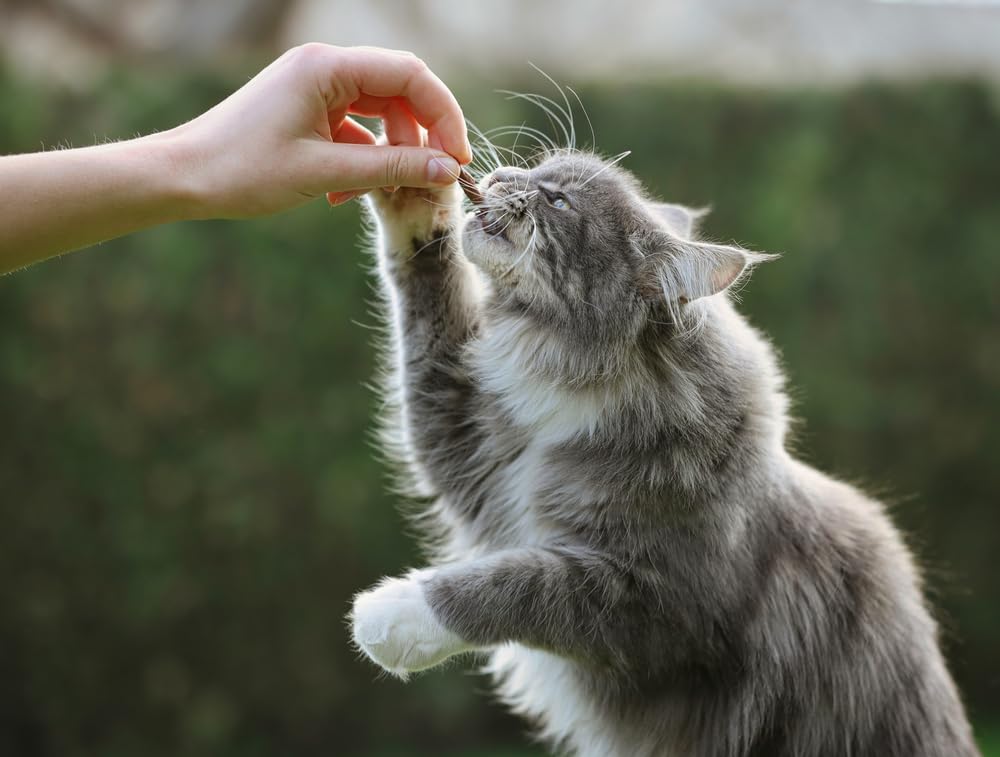 Feral Cat, Kitten Winter Rescue Kit - Warm Wheat Straw Bedding and Kitty Treats - 2 Pounds Straw + Cat Snacks