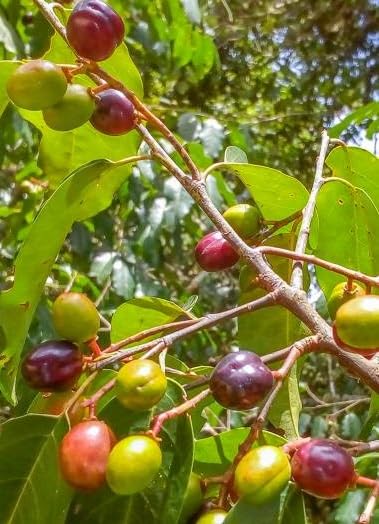 Wild Black Cherry Tree Seedling for Planting Prunus serotina, Great for Home and Garden Yards Planting Dormant Seedling (One Seedling)