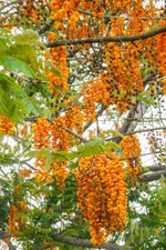 Bronze Shower Tree Seeds for Planting (10 Seeds) - Cassia moschata
