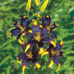 Lionheart Lily Bulbs for Planting - Black and Yellow Coloring Really Stands Out