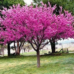 Chinese Redbud Tree Seeds to Grow - 40+ Seeds - Exotic Flowering Tree