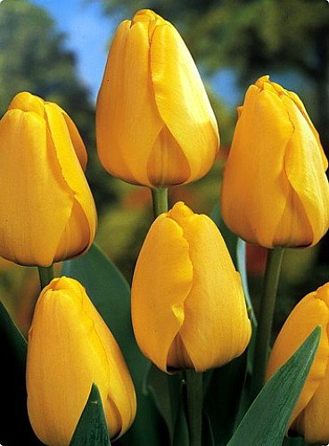 Darwin Hybrid Tulip Golden Parade 25 Bulbs - 12/+ cm Bulbs