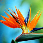 10 Seeds of Orange Bird of Paradise Flower fpr Planting - Great Indoor Tropical Plant or Bonsai - Strelitzia Reginae