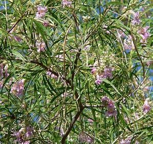 Desert Willow, Chilopsis Linearis, Tree/shrub 30 Seeds (Showy Flowers)