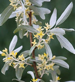2 White Willow Tree Cuttings - Silver Leafs Shimmer in The Sun - Beautiful Outdoor Shade or Privacy Trees