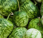 Apple Gourd Seeds for Planting - 20 Seeds - Gourds Shaped Like an Apple - Ships from Iowa, USA