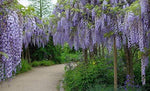 25pcs Wisteria Seeds Flowered Wisteria Seeds Potted seedlings Climbing Plants Hanging Flower Seeds Forest Seeds