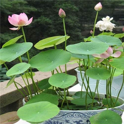 Bonsai Lotus Seeds for Planting | 10 Seeds | Beautiful Flowering Aquatic Bonsai Plant Seeds | Made in USA, Ships from Iowa