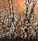 4 Pussy Willow Tree Cuttings - Ready to Plant - Salix Discolor - Beautiful Flowering Cat Skins Tree - Attracts Butterflies and Hummingbirds