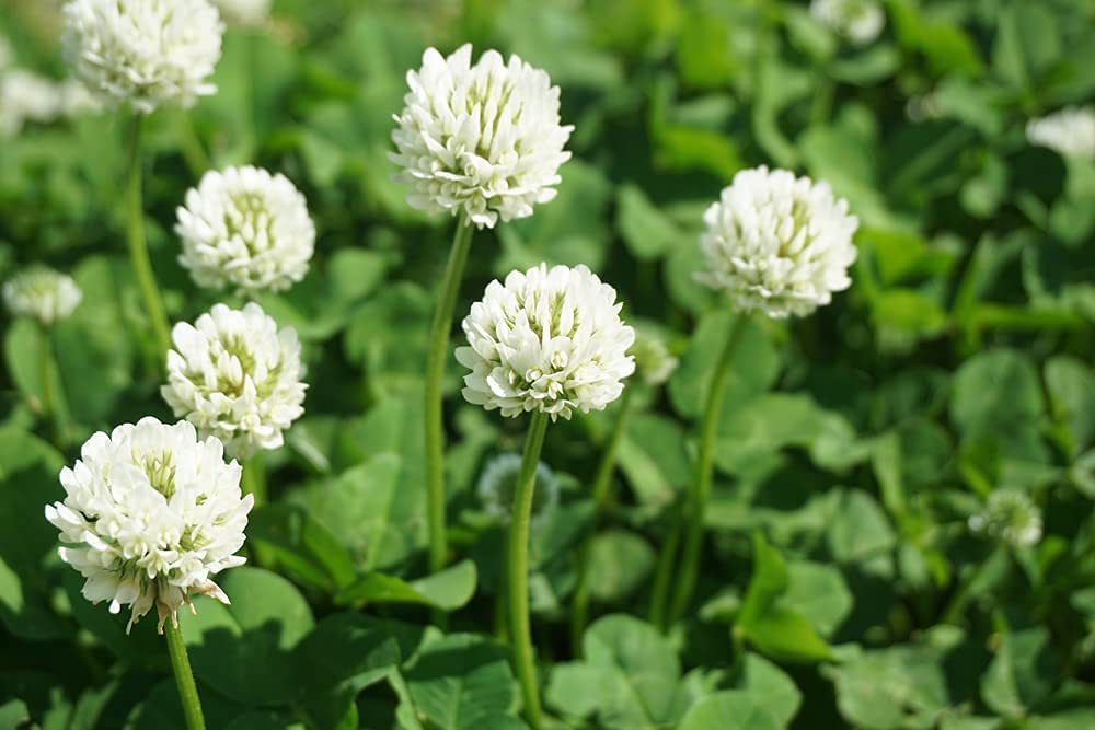 Dutch White Clover Seeds for Planting