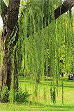 One Bright Green Weeping Willow Cutting | Grow a Tree | Wisconsin Weeping Willow Root Stock