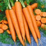 Carrot Seeds, Tendersweet | 50 Seed Packet | Grow Your Own Food