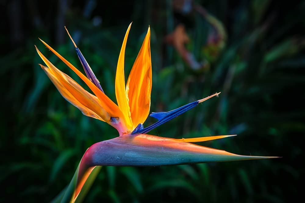 Bird of Paradise Flower Seed Bundle - 3 Colors, Orange, Yellow, White - 5 Seeds of Each Type to Grow - Great Indoor Tropical Plant or Bonsai - Strelitzia Reginae