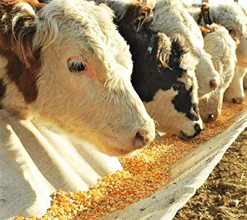 Executive Deals Premium Whole Corn Feed for Deer, Squirrels, Birds, Beef Cattles, Wildlife - 10LB (Double-Sealed)