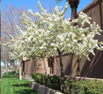 American Plum Tree Seedlings for Planting - Prunus Americana - No California