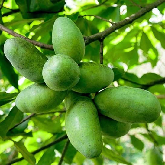 Pawpaw Tree Seedlings for Planting - American Banana, Paw Paw - No Ship to California (2 Pawpaw Trees)