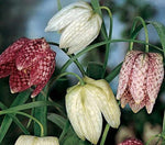 (3) Spectacular Flowering Bulbs Fritillaria Meleagris Checkered Lily