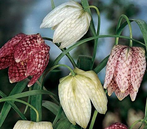 (10) Spectacular Flowering Bulbs Fritillaria Meleagris Checkered Lily