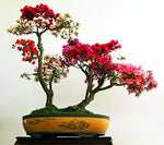 Royal Azalea Bonsai Tree Seeds - 30 Seeds to Plant - Rhododendron schlippenbachii