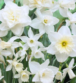 White Wedding Daffodil Mixed Bulbs for Planting, Holland Mix