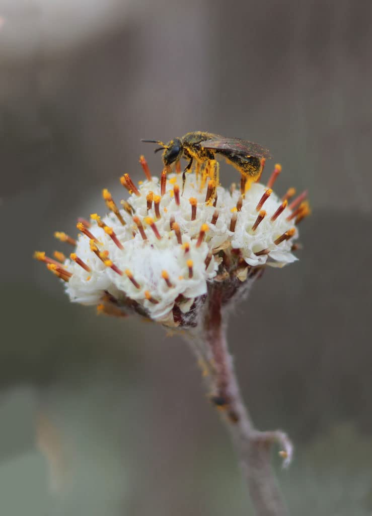 Prairie Pussytoes Seeds for Planting (100 Seeds) - Antennaria neglecta