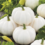 Baby Boo Pumpkin Seeds for Planting (10 Seeds) - Grow Little White Gourds for Decor or Crafts
