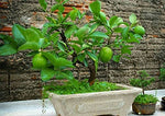 Dwarf Lime Bonsai Tree Seeds for Planting - 20+ Seeds - Ships from Iowa, USA