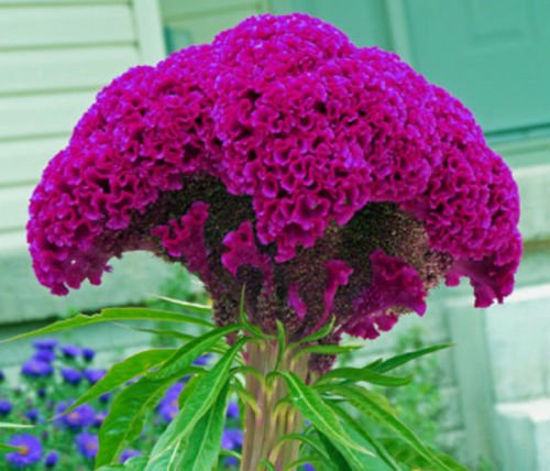 HUGE HOT PURPLE Brain Head Celosia! 3-4 FT TALL! 50 SEEDS ! Comb.S/H!