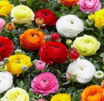 Dozen Mixed Peony Ranunculus Bulbs - Ships from Iowa, USA - 12 Large Healthy Bulbs for Planting