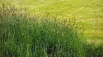 1 lb. Timothy (Climax), Deer/Wildlife Food Plot Seed, Cover Crop, Pasture Grazing, Hay Production Seed