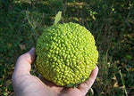 Hedge Apple Osage Orange Horse Apple Monkey Ball Maclura Pomifera Tree Jocad (10 Seeds)