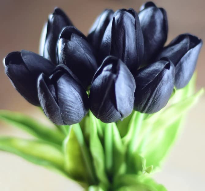 10 Black Tulip Bulbs for Planting - 10 Queen of The Night Tulip Bulbs to Grow