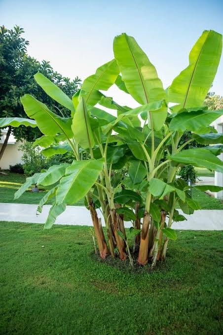Darjeeling Banana Tree Seeds for Planting (5 Seeds) - Musa sikkimensis - Excellent Indoor Banana Plant